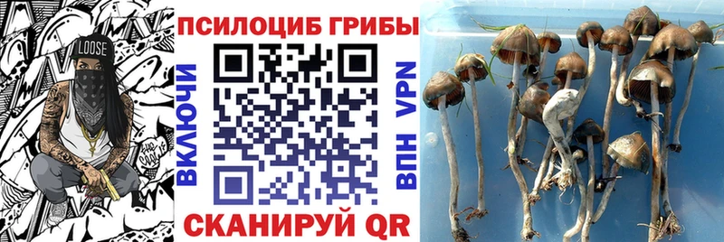 купить закладку  мориарти телеграм  Галлюциногенные грибы MAGIC MUSHROOMS  Бавлы 